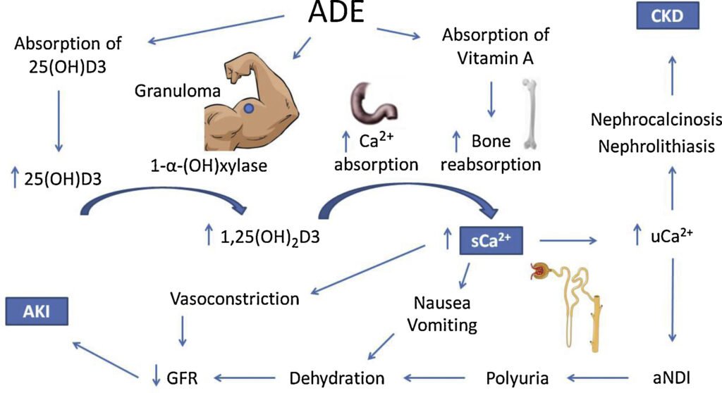 How AAS interact with the androgen receptor