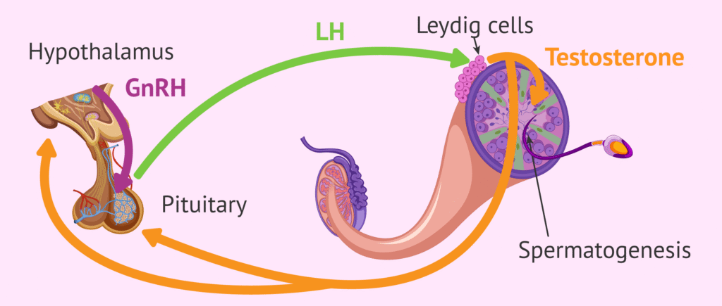 The pathway of LH stimulation with enclomiphene