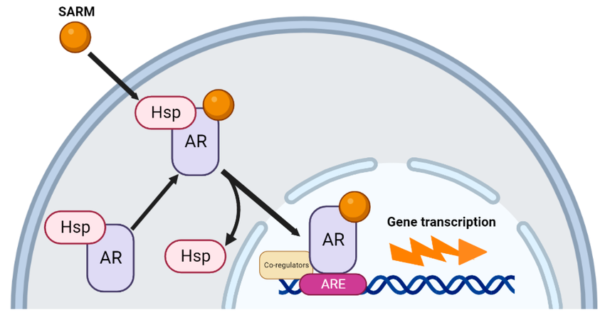 Image showing how SARMs interact with the androgen receptor