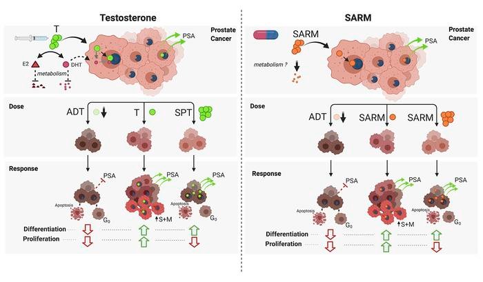 Comparison of both SARM and AAS mechanisms