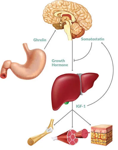 Hormonal regulation flowchart showing ghrelin, somatostatin, growth hormone, and IGF-1 interactions affecting organs.